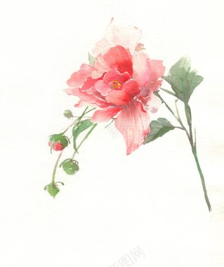 手绘粉色水彩鲜花背景
