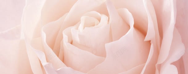 鲜花壁纸大气粉色玫瑰花海报背景摄影图片