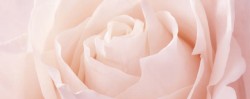 静物花卉大气粉色玫瑰花海报背景高清图片