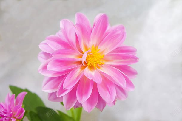 粉色的花朵海报背景jpg设计背景_新图网 https://ixintu.com 海报 粉色 背景 花朵