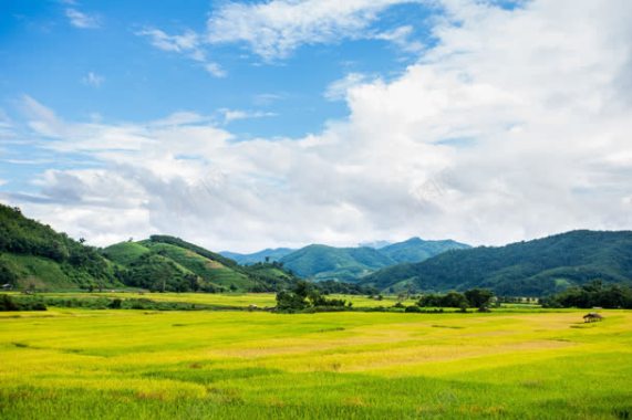 黄色稻田山峦蓝天白云背景