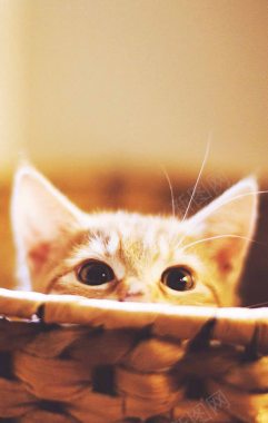 热情的猫咪可爱篮子里的猫咪海报背景背景