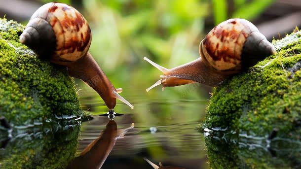 蜗牛喝水安静春景背景