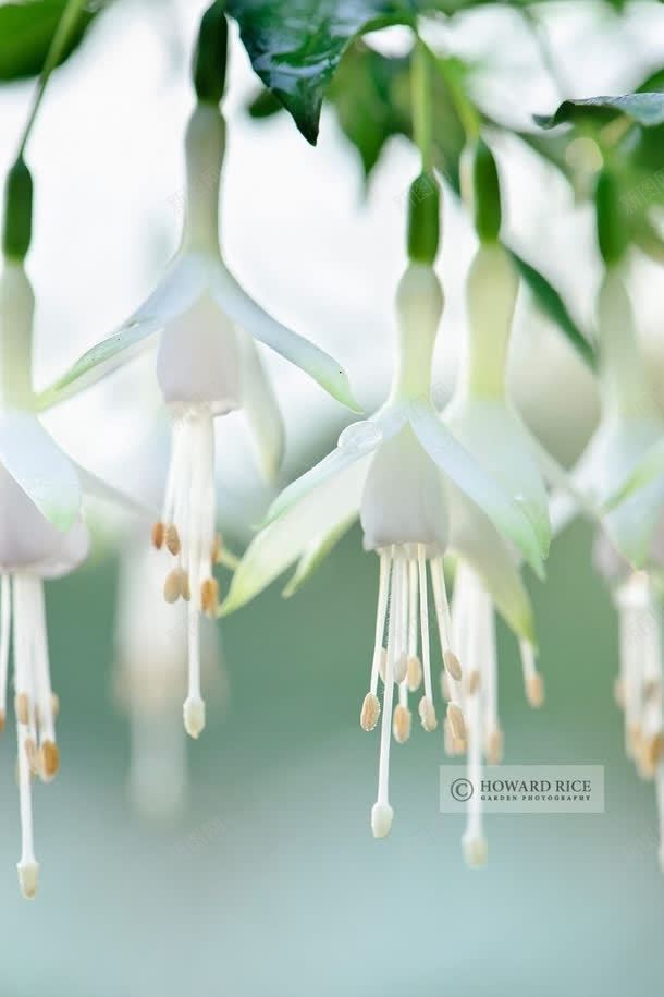 垂落的白色铃兰花朵jpg设计背景_新图网 https://ixintu.com 垂落 白色 花朵