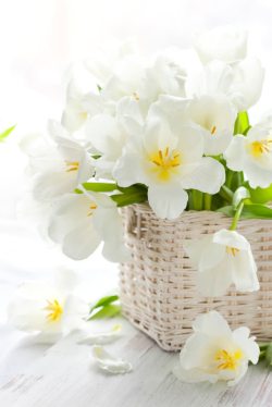白色花蕾白色花蕾盆栽高清图片