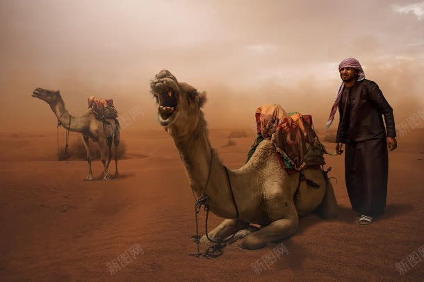 沙漠上的骆驼商队海报背景jpg设计背景_新图网 https://ixintu.com 商队 沙漠 海报 背景 骆驼