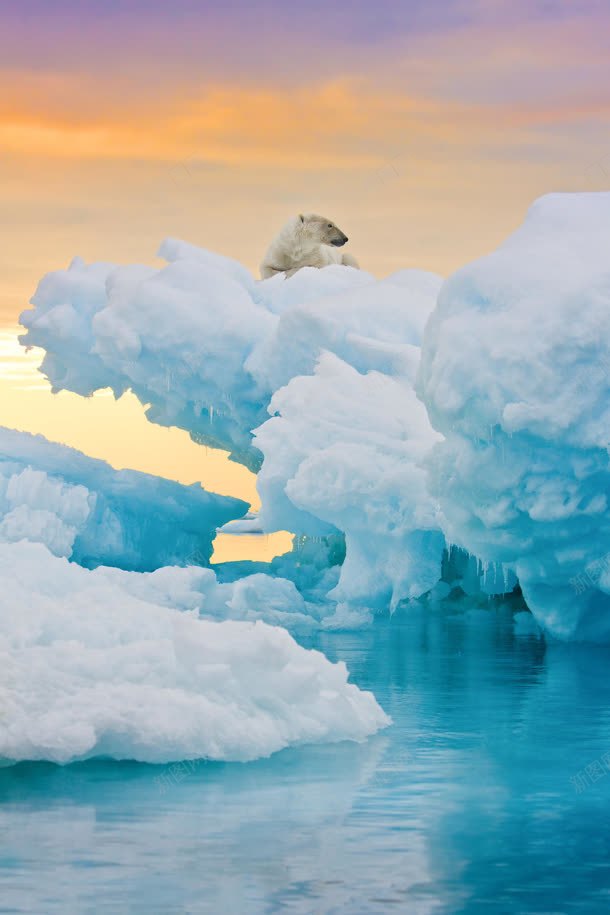 冰雪极地北极熊天空jpg设计背景_新图网 https://ixintu.com 冰雪 北极熊 天空 极地