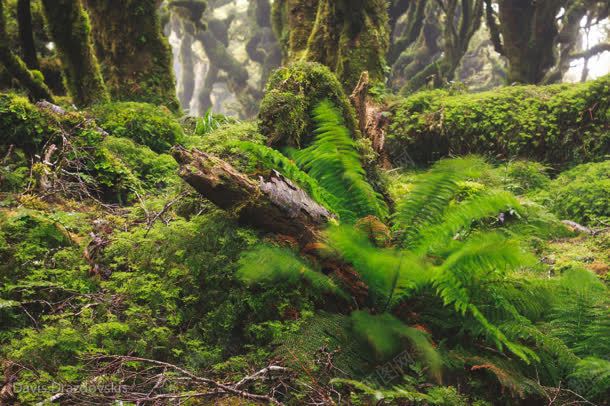 歪倒的树林苔藓海报背景jpg设计背景_新图网 https://ixintu.com 微观植物 树林 海报 背景 苔藓