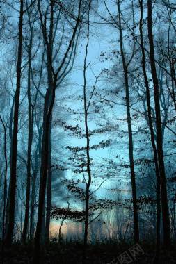蓝色天空树林壁纸背景