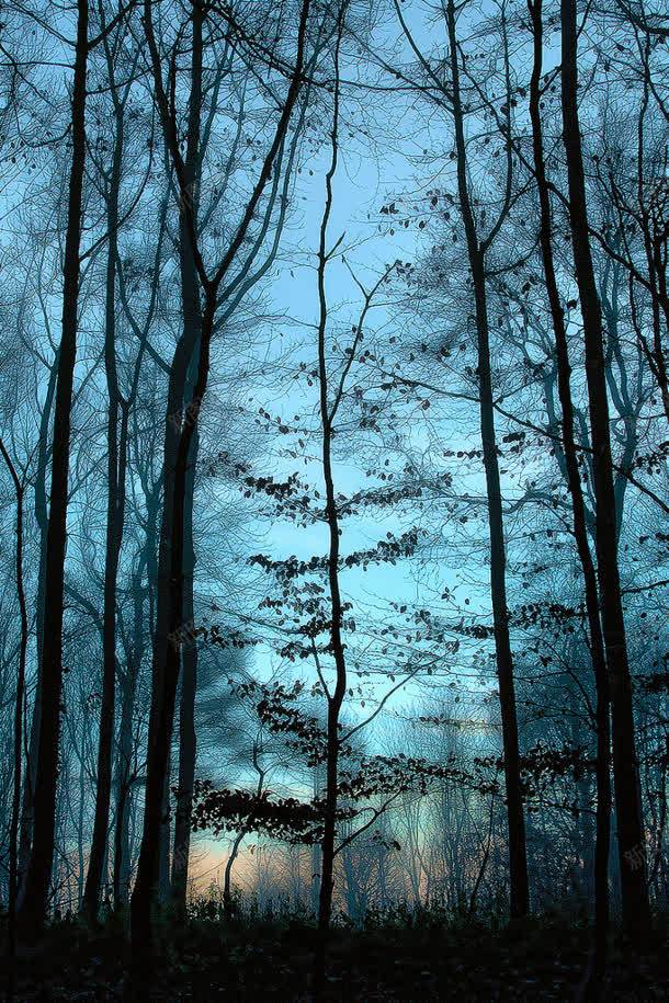 蓝色天空树林壁纸jpg设计背景_新图网 https://ixintu.com 壁纸 天空 树林 蓝色
