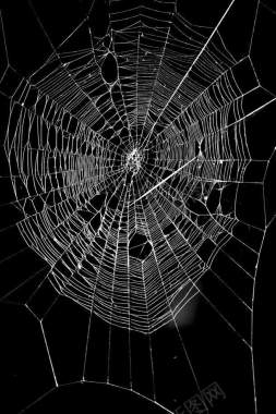黑色背景白色蜘蛛网背景