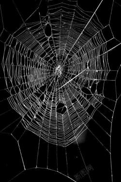 蜘蛛网背景图黑色背景白色蜘蛛网高清图片