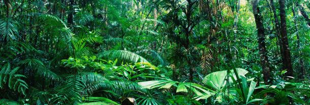 热带雨林风景banner壁纸背景