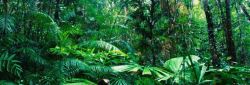 热带风景热带雨林风景banner壁纸高清图片