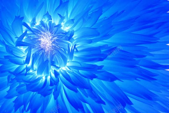 水彩画盛放的蓝色花卉海报背景背景