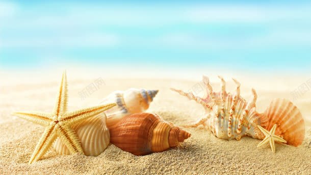 沙滩贝壳海星夏天背景