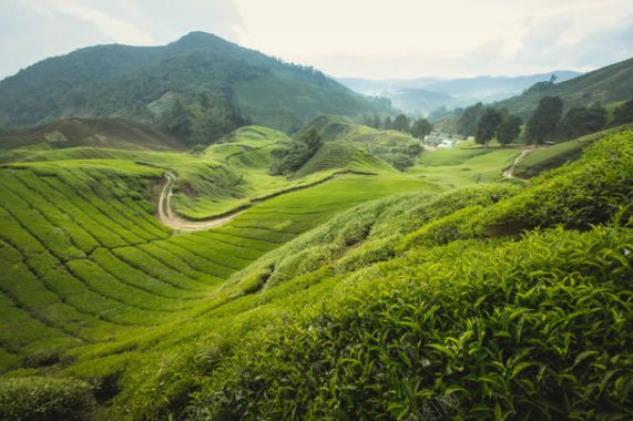 辽阔梯田好喝茶叶背景