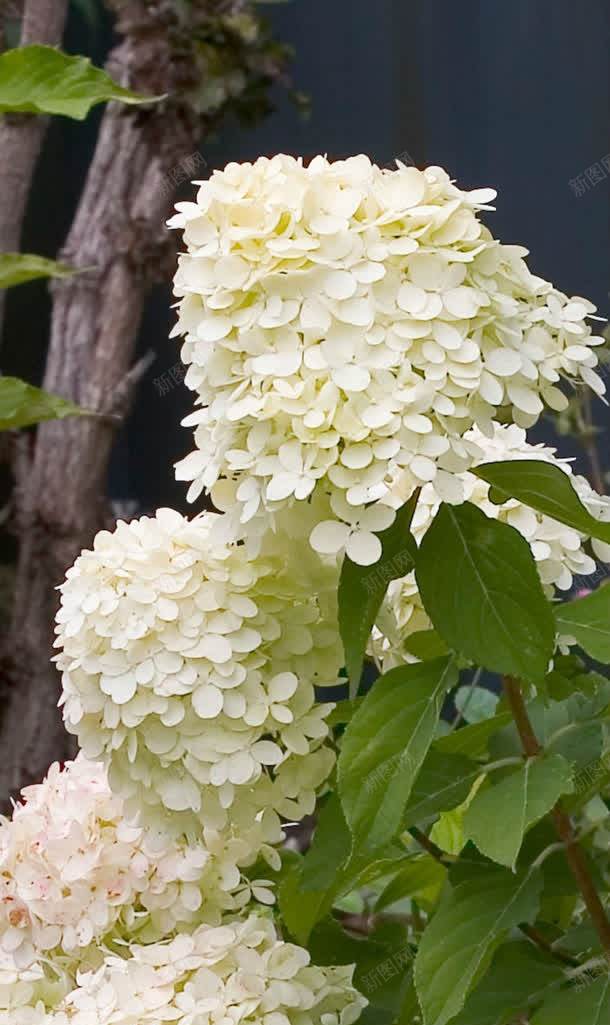 八仙花绣球花植物花朵背景图片免费下载 素材7ynvaveup 新图网 八仙花绣球花植物花朵背景图片免费下载 素材7ynvaveup 新图网