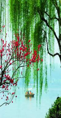 绿色柳树红色花朵背景
