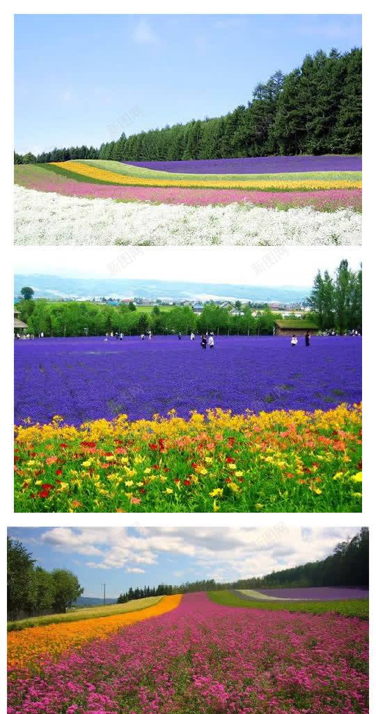 北海道夏季花海唯美jpg设计背景_新图网 https://ixintu.com 北海道 夏季 花海