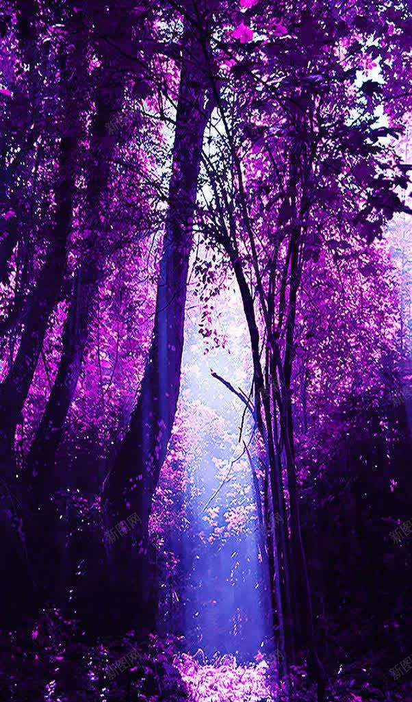 唯美紫色森林树木jpg设计背景_新图网 https://ixintu.com 树木 森林 紫色