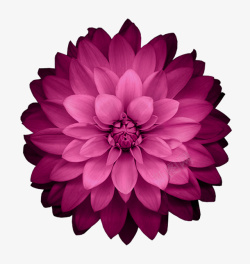 紫色盛开的鲜花装饰图案素材