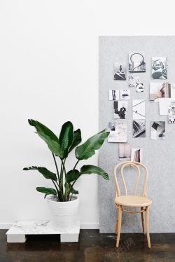 墙绿植家居室灰色背景板照片墙绿植物高清图片