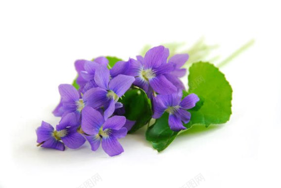 紫色鲜花背景背景
