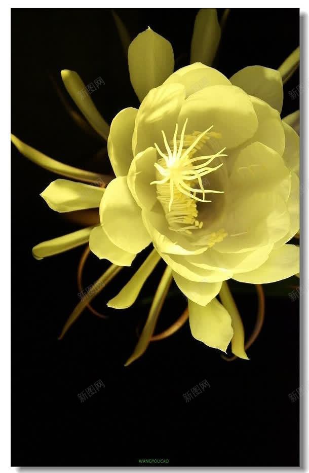 黄色昙花花朵植物jpg设计背景_新图网 https://ixintu.com 昙花 植物 花朵 黄色