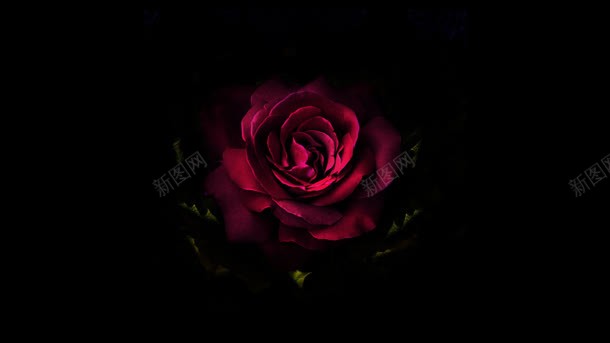 黑暗里的红玫瑰背景图背景