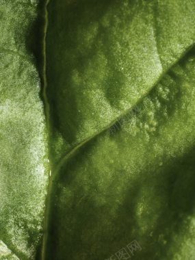绿色植物表面叶脉摄影摄影图片