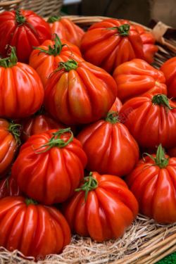 红色基因红色转基因番茄高清图片