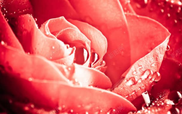 红色滴水的玫瑰海报背景背景