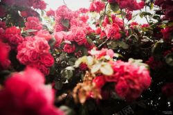千红密集浪漫玫瑰花花海高清图片