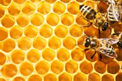 蜜糖蜜蜂与蜂巢高清图片