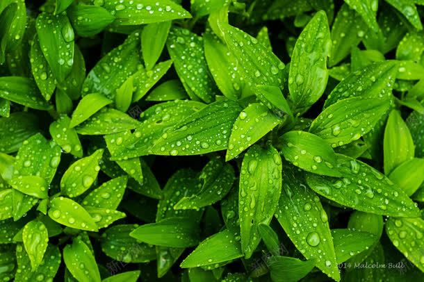 刚下过雨有雨滴的叶子jpg设计背景_新图网 https://ixintu.com 叶子 雨滴