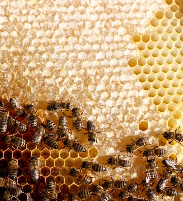 正在蜂窝上忙碌的蜜蜂jpg设计背景_新图网 https://ixintu.com 图片素材 底纹背景 昆虫世界 正在蜂窝上忙碌的蜜蜂图片 正在蜂窝上忙碌的蜜蜂图片素材下载 背景花边 蜂巢 蜂窝 蜂胶 蜂蜜 蜜蜂 蜜蜂窝 补品