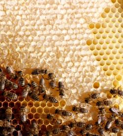 蜂蜜蜂胶正在蜂窝上忙碌的蜜蜂高清图片