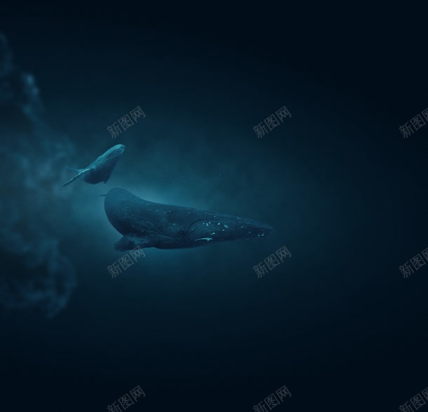 深海下的鲨鱼壁纸背景图片 素材7njkevkja 新图网 深海下的鲨鱼壁纸背景图片 素材7njkevkja 新图网