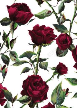 高贵高贵红色玫瑰花绿叶高清图片