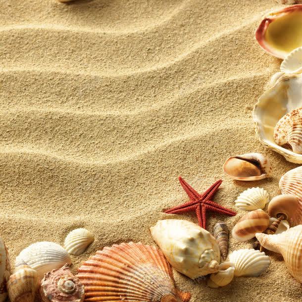 沙地上的海螺海星jpg设计背景_新图网 https://ixintu.com 其它类别 图片素材 扇贝 沙地 沙地上的海螺海星图片 沙地上的海螺海星图片素材下载 海星 海洋生物 海螺 背景花边