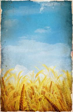 丰收的麦子麦田麦穗高清图片