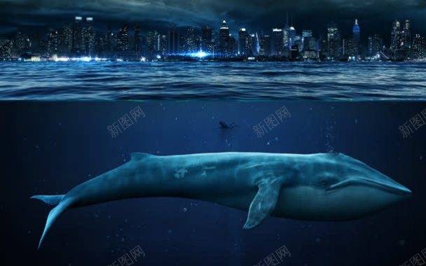 海底鲸鱼桌面壁纸背景