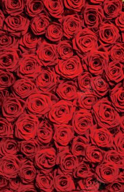 玫瑰酥海报活动红色玫瑰花背景