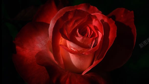 大红玫瑰花主题壁纸jpg设计背景_新图网 https://ixintu.com 主题 壁纸 大红 玫瑰花
