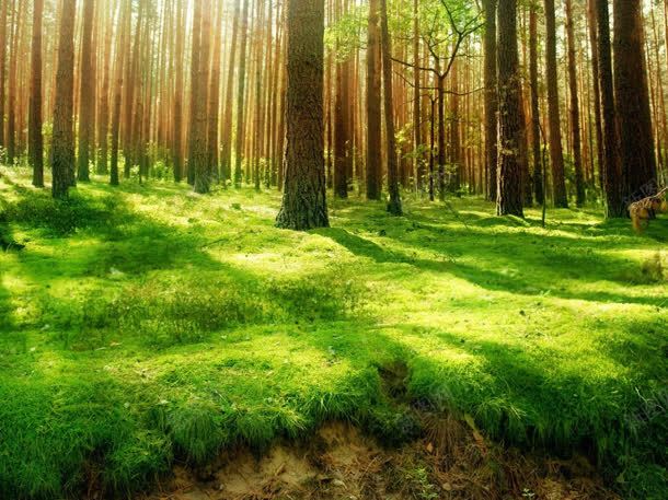 阳光照在绿色森林里jpg设计背景_新图网 https://ixintu.com 森林 绿色 阳光