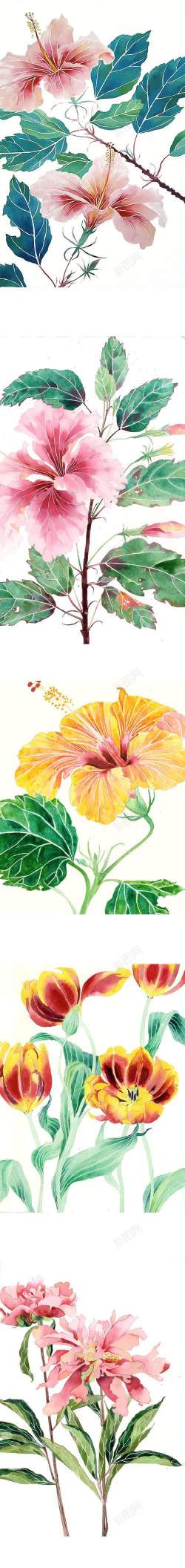 小清新花插画手绘清新小花插画高清图片