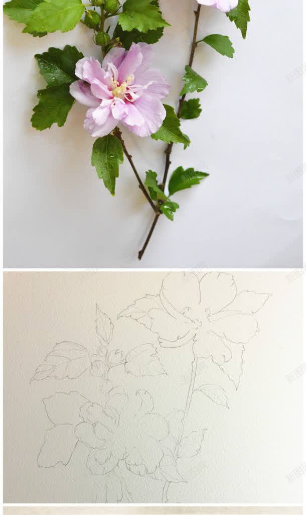 纹理水彩花朵壁纸jpg设计背景_新图网 https://ixintu.com 壁纸 水彩 纹理 花朵