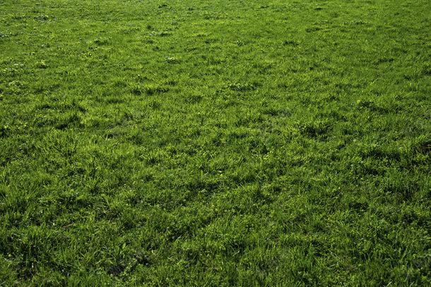 草坪摄影jpg_新图网 https://ixintu.com 一片绿色的草地 其它类别 图片素材 背景花边 自然风光 草地 草坪 草坪摄影图片 草坪摄影图片素材下载 草坪背景图片