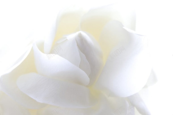 简洁干净白色花朵背景